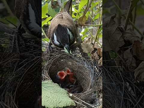 Bulbul mom feeding new born babies (p2)#viral #shorts #trending #short