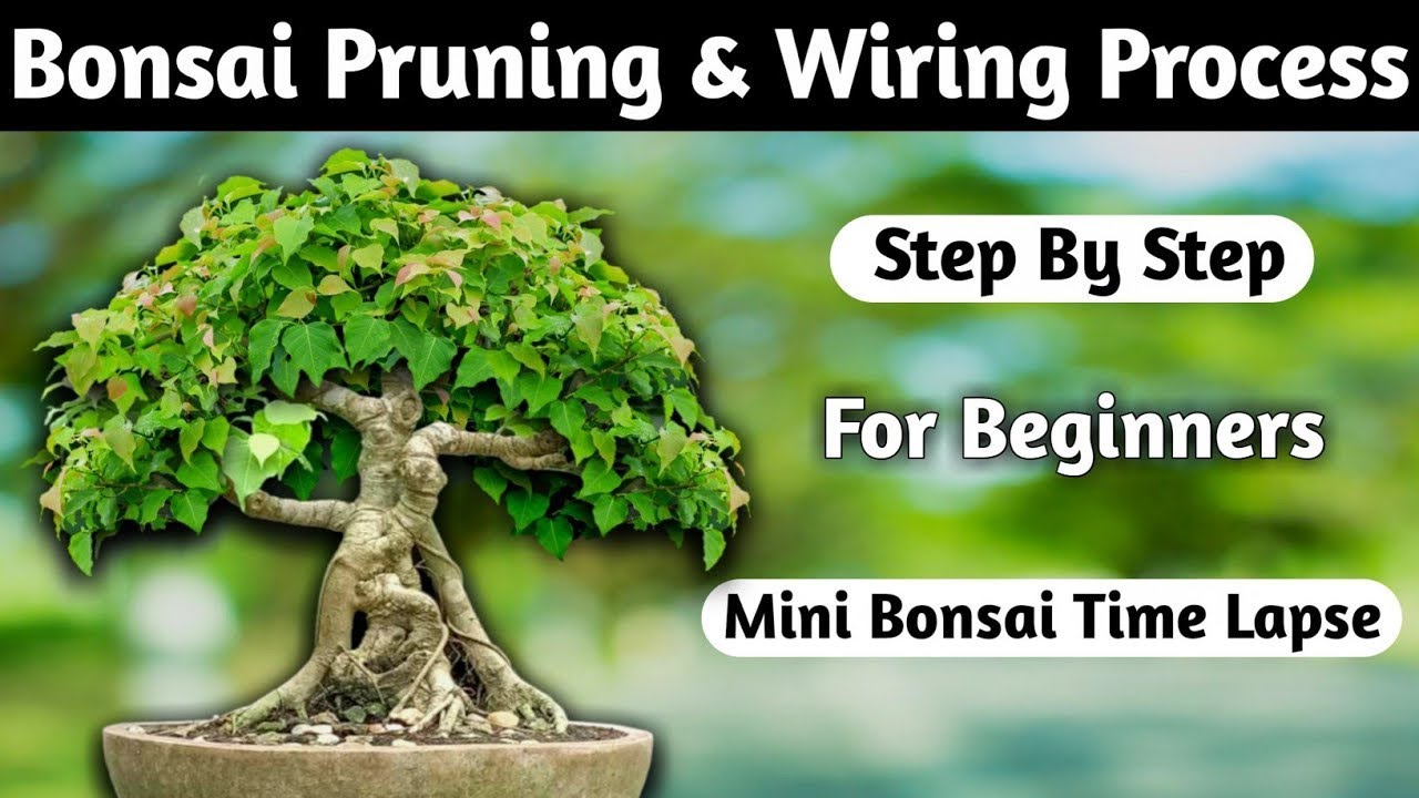Bonsai Time Lapse: Bonsai Leaf Reduction & Shaping