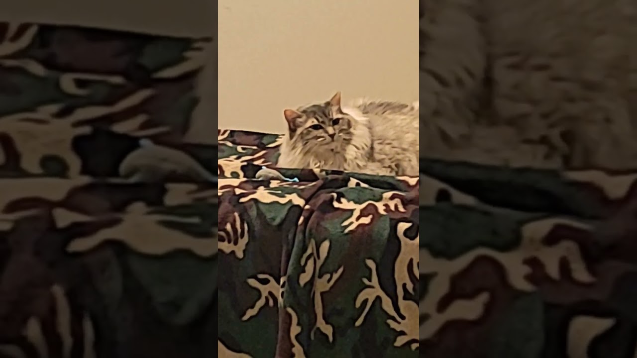 Kitty daydreams about tuna. 