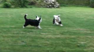 Old English Sheepdog puppies playing in the backyard 7 weeks by DTCHondenschool Wibier 7,348 views 15 years ago 4 minutes, 52 seconds