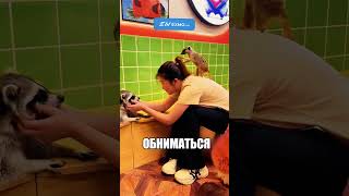 КОШКА СТАЛА МАМОЙ СУРИКАТУ