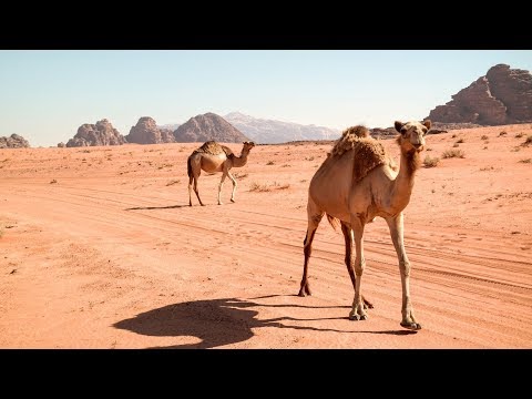 Jordania & Wadi Rum - najpiękniejsza pustynia świata