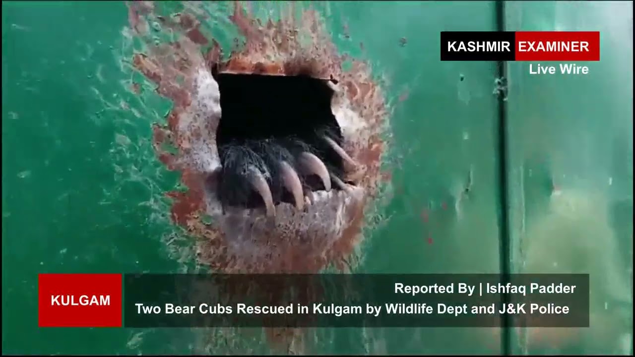 Two Bear Cubs Rescued in Kulgam by Wildlife Department and J&K Police
