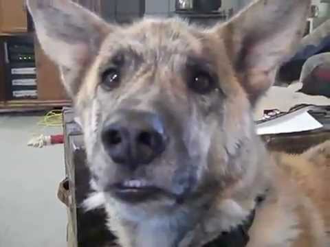 ultimate-dog-tease---youtube.flv