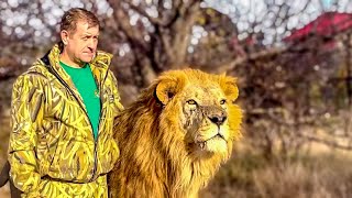 VIDEO FOR A MILLION! Oleg Zubkov and the lion Chuk run to BREAK UP the FIGHT OF THE LIONS!