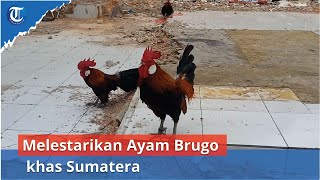 Komunitas Ayam Brugo Palembang | Melestarikan Ayam Brugo khas Sumatera