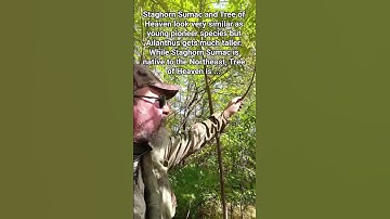 Tree of Heaven and A Hellish Insect #invasivespecies #invasiveplants #insectprevention