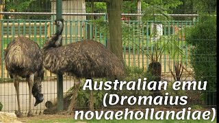 Australian emu (Dromaius novaehollandiae)