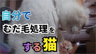 むだ毛処理をしてから、ある事をする?・・・かわいい猫!