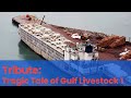 The tragic tale of gulf livestock 1