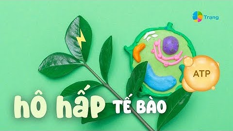 KHTN 7| HÔ HẤP TẾ BÀO _ MỘT SỐ YẾU TỐ ẢNH HƯỞNG ĐẾN HÔ HẤP TẾ BÀO _ Bài học thú vị của Trạng