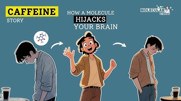 Caffeine & Adenosine: The Molecular Science of Why Coffee Makes You Crash