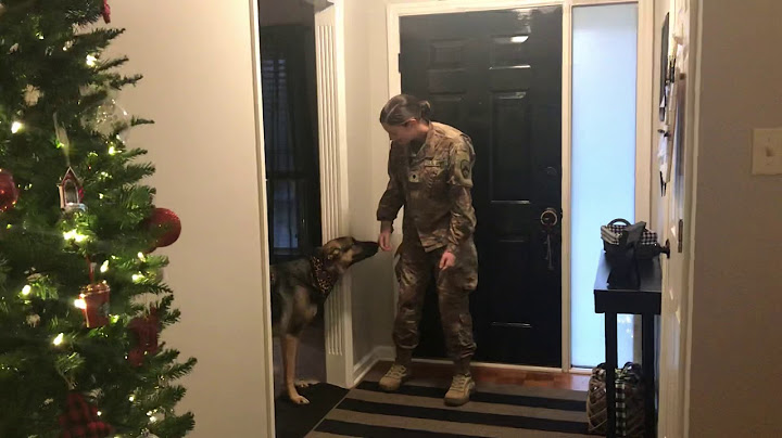 Permanent Link to German Shepherd doesn’t recognize returning soldier at first (a year away when still a pup)