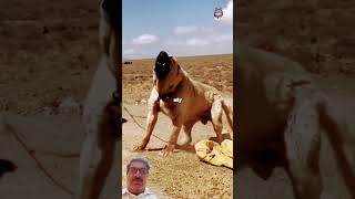 the top 3 most unpredictable and dangerous dogs breed&#39;s #animals #wolf #vairal #shorts