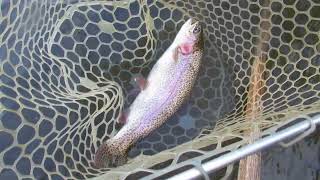 Stonefly Nymphs For Trout - Trout Candy