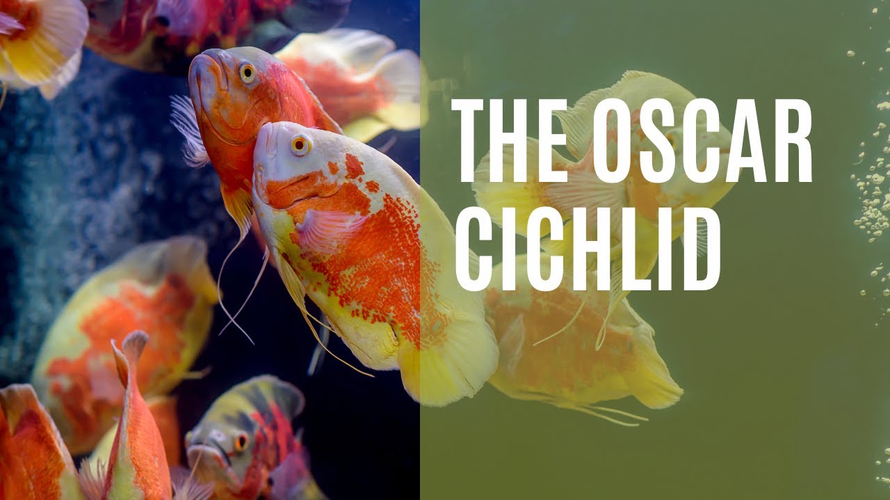 Fishy Spotlight: Oscar Cichlid