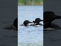 Common Loon Family Birds Birdsong Nature Nest 