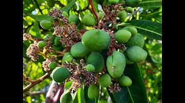 WANT to grow MANGO Tree? My Complete guide to growing and fruiting Mango trees in the Desert!