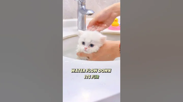 Video 11495981: cat kitten bathing