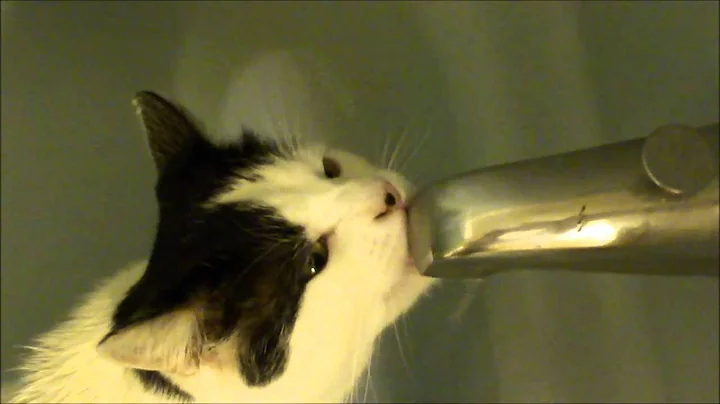 Video 9586121: bathtub cat, bathtub water, quality cat, cat eating