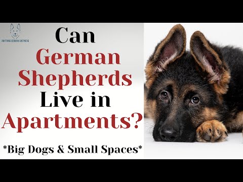Video: Kunnen Duitse herders in appartementen wonen?