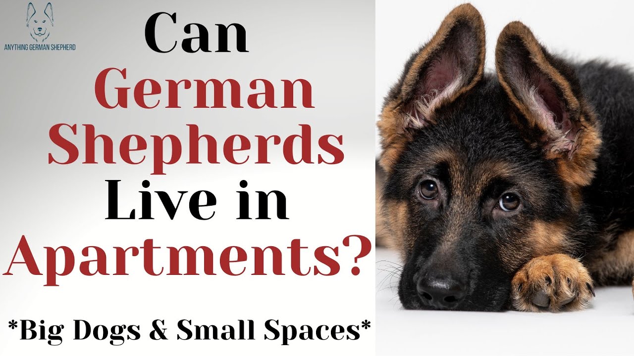 Can German Shepherds Live In Apartments? Big Dog, Tiny Space