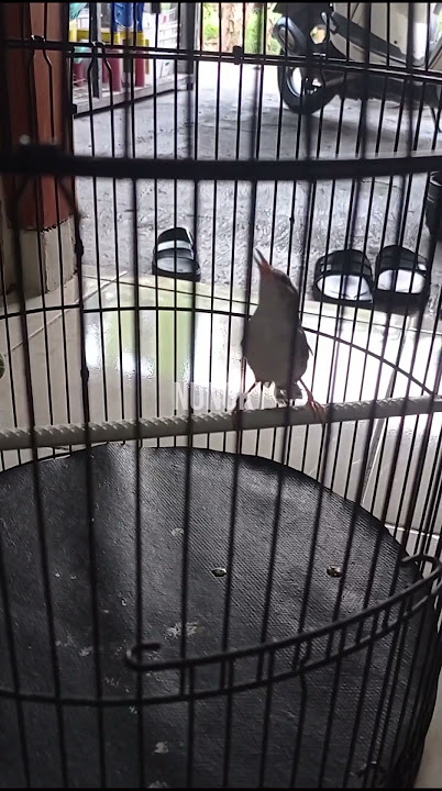 CIBLEK SAWAH GACOR NGEBREN