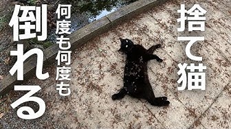 捨て猫 Youtube