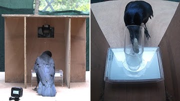 New Caledonian Crows Mentally Represent Metatool Problems