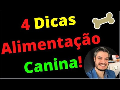 Como Alimentar meu Cachorro da Forma Correta - 4 Dicas Para Alimentar Seu Cão