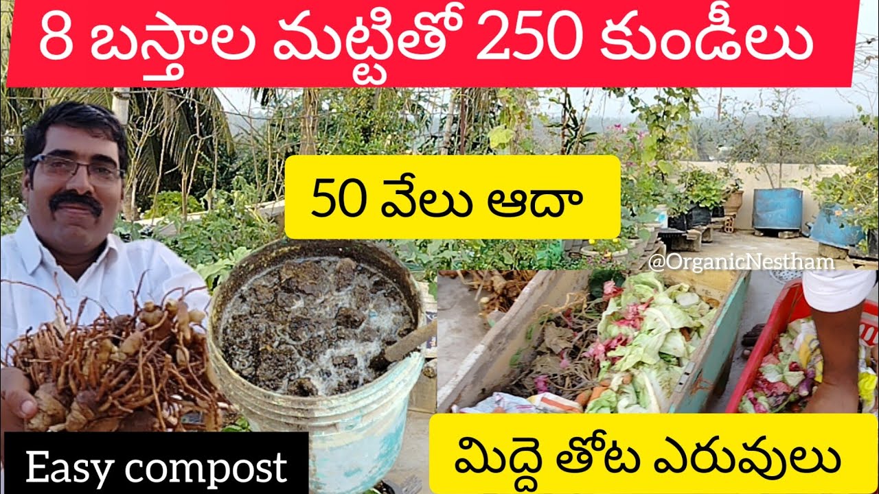 టెర్రస్ గార్డెన్లో ఇచ్చే ఫ్రీ ఎరువులు. చుస్తే ఇలా కూడా పండిoచవచ్చా అనుకుంటారు#part2#organic#diy#free