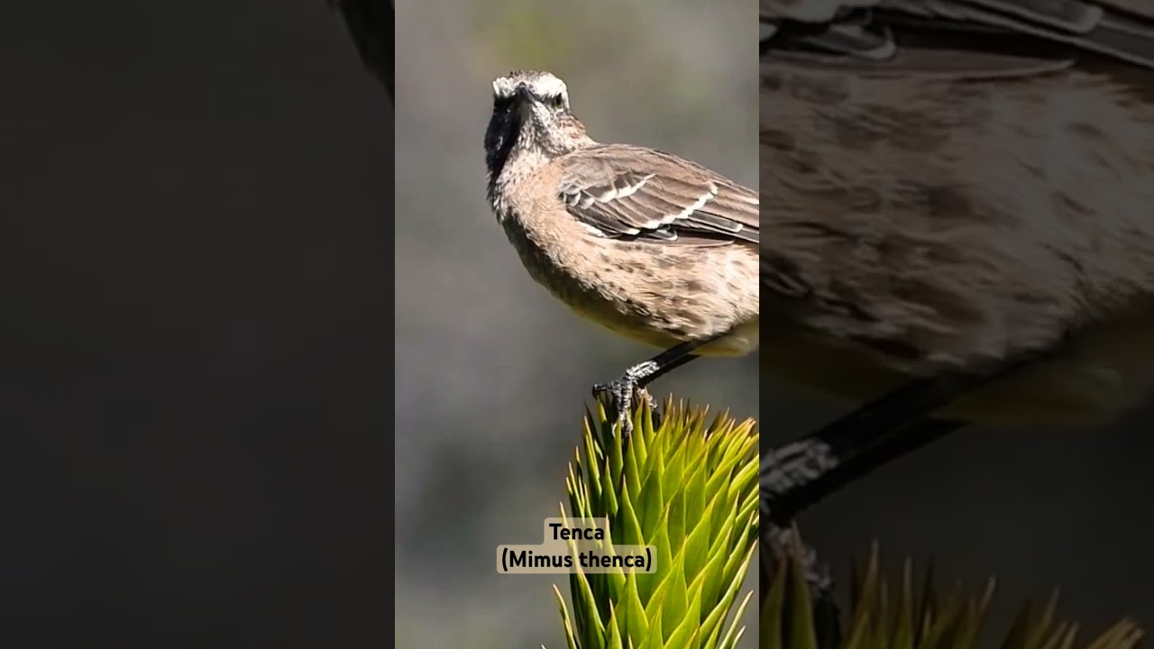Tenca (Mimus thenca) 