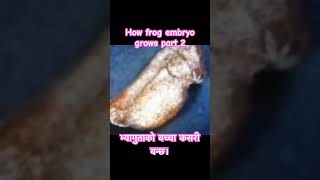 भ्यागुता को बच्चा कसरी बन्छ।How frog embryo grows part 2 foryou motivation shorts viral