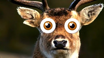 Tesla: Full Self Driving 12.3.6 Close Call with deer.