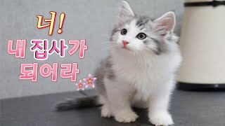 [ENG Sub] Baby kitten adoption, the first story
