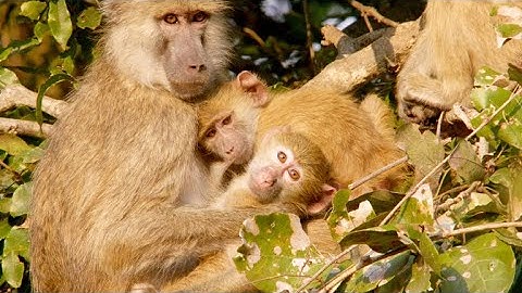 A Biologist Studies a New Species of Baboon