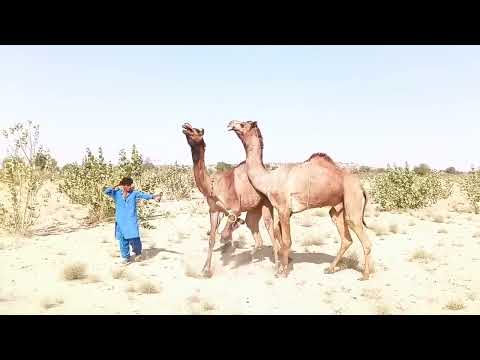 Спаривание верблюдов в степных условиях 🐪
