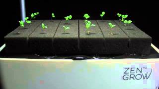 ZENGROW propagator plate