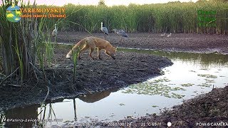 Red fox hunts by a drying forest lake / Обыкновенная лисица / Vulpes vulpes. Green Video Wildlife