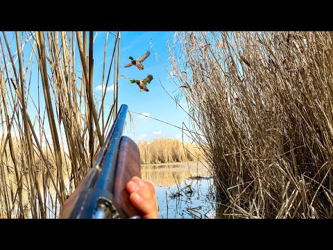 صيد بطه البري 2022 Duck Hunting
