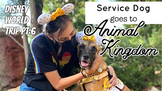 Service Dog goes to Animal Kingdom! | Disneyworld Trip Day 6