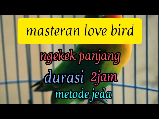 masteran love bird/labet, dengan metode jeda class=