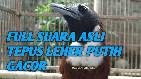 SUARA ASLI TEPUS LEHER PUTIH GACOR