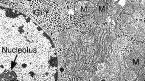 2.3.3 Identify structures from electron micrographs of liver cells
