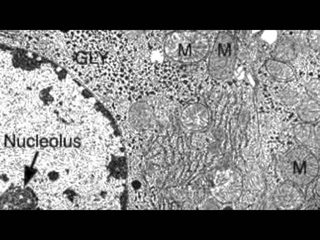 mitochondria electron micrograph labelled