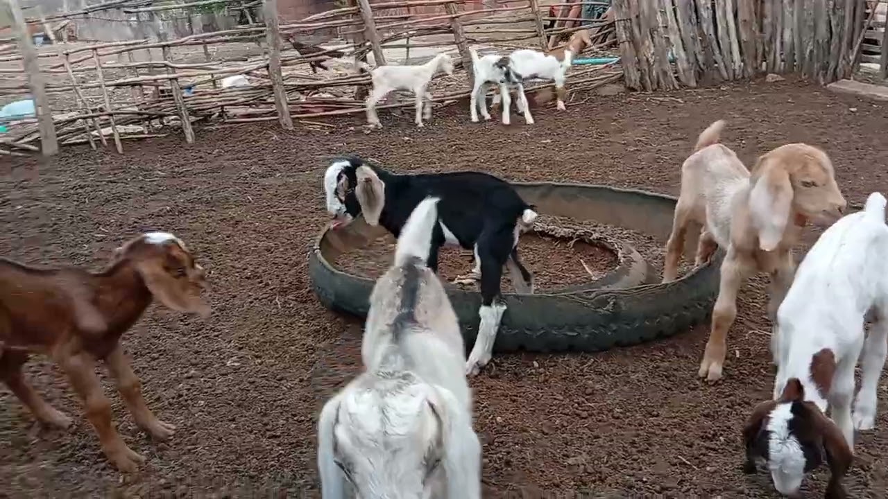 As 🐐 já deram cria...os cabritos tão espertos já🌵
