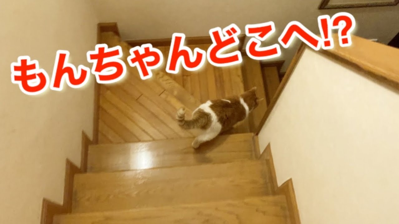 解説 撫でると尻尾を床に叩きつけるのはなぜ Why Do You Hit Your Tail On The Floor Youtube