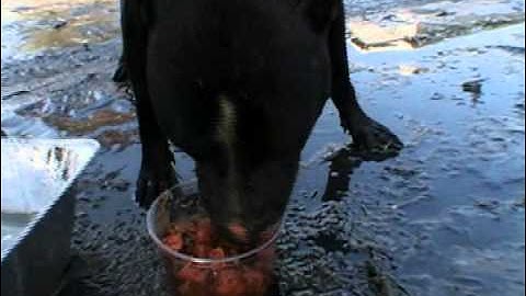 rBook Workshop: Anchor Video: READ 180 Next Generation