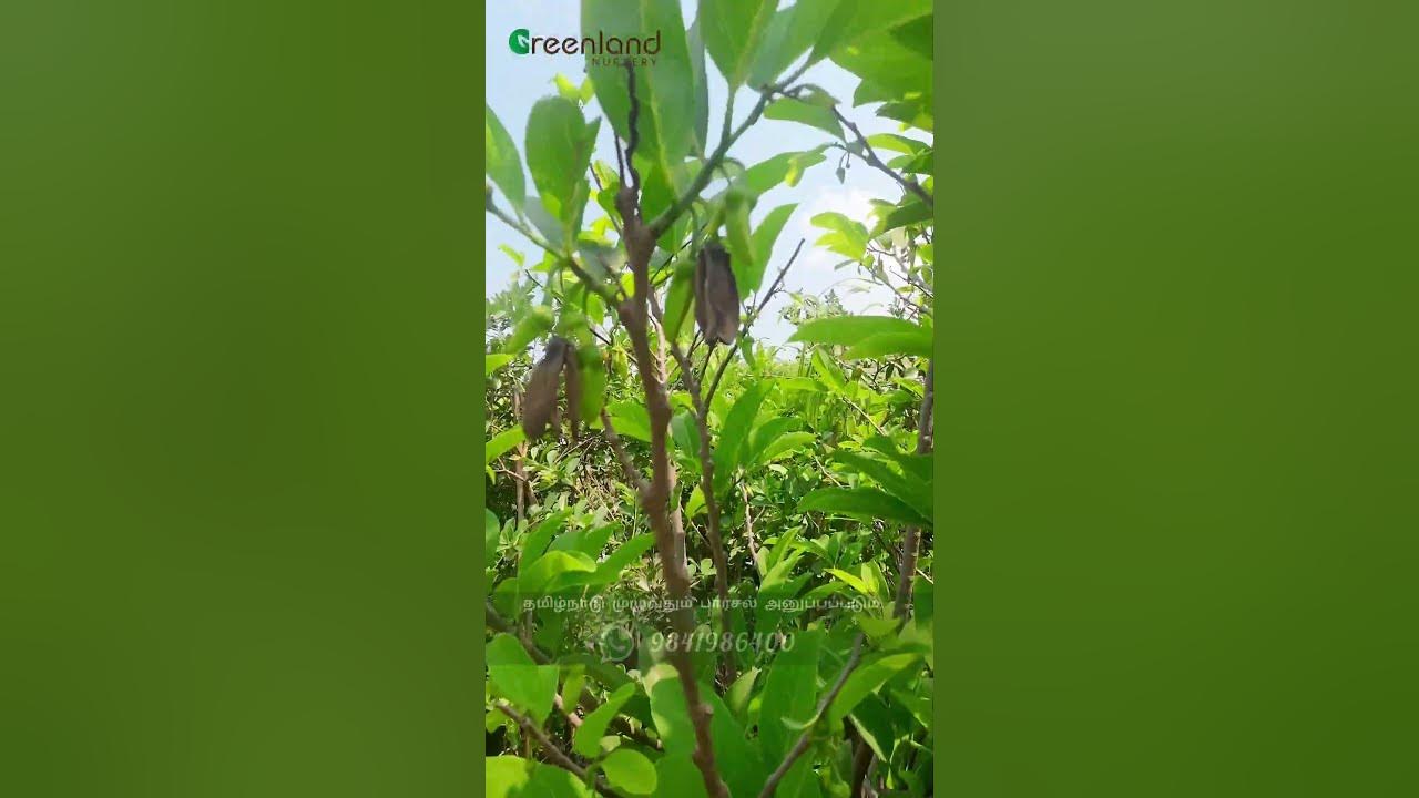 Perfect Mid sized Grown Custard Apple Sapling Suitable For Terrace And perfect-mid-sized-grown-custard-apple-sapling-suitable-for-terrace-and