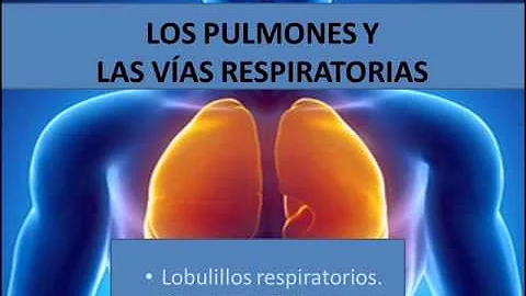 ¿Qué abre las vías respiratorias pulmonares?